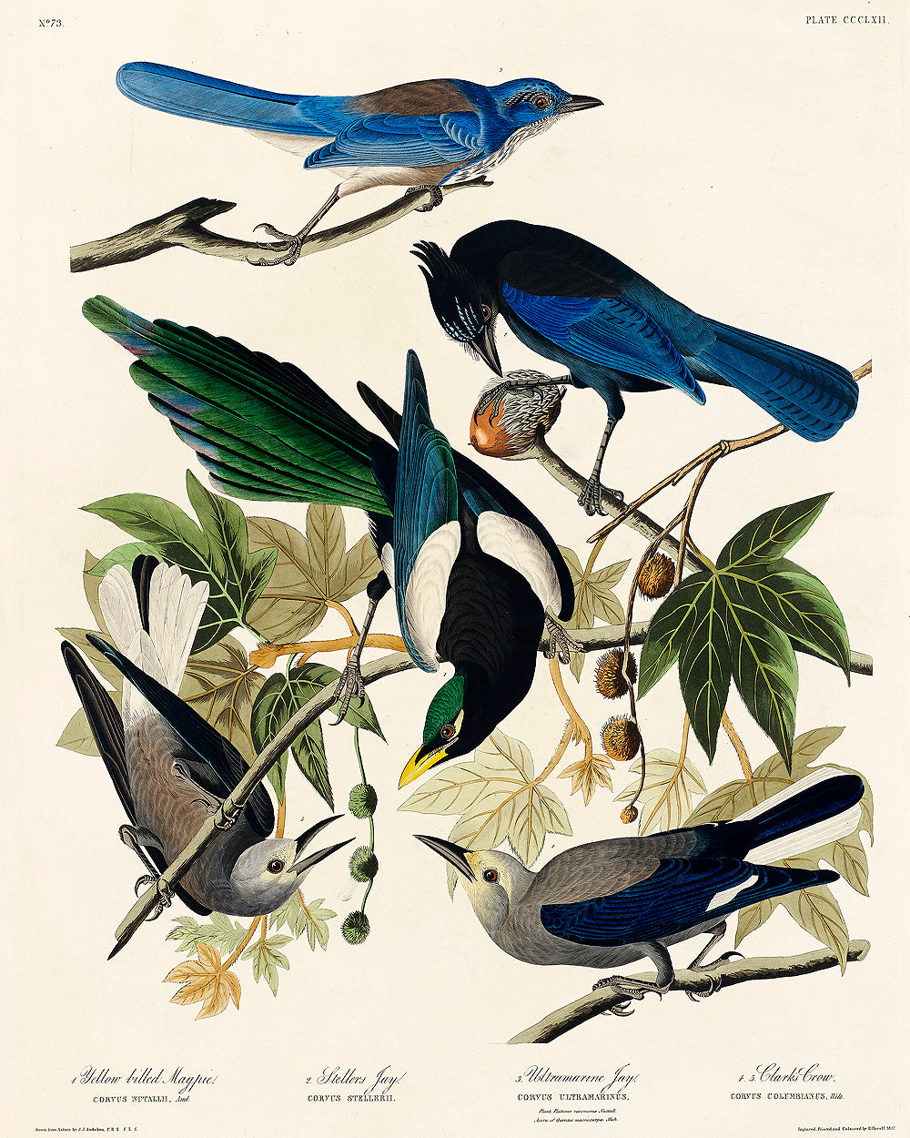 American Bittern by John J. Audubon