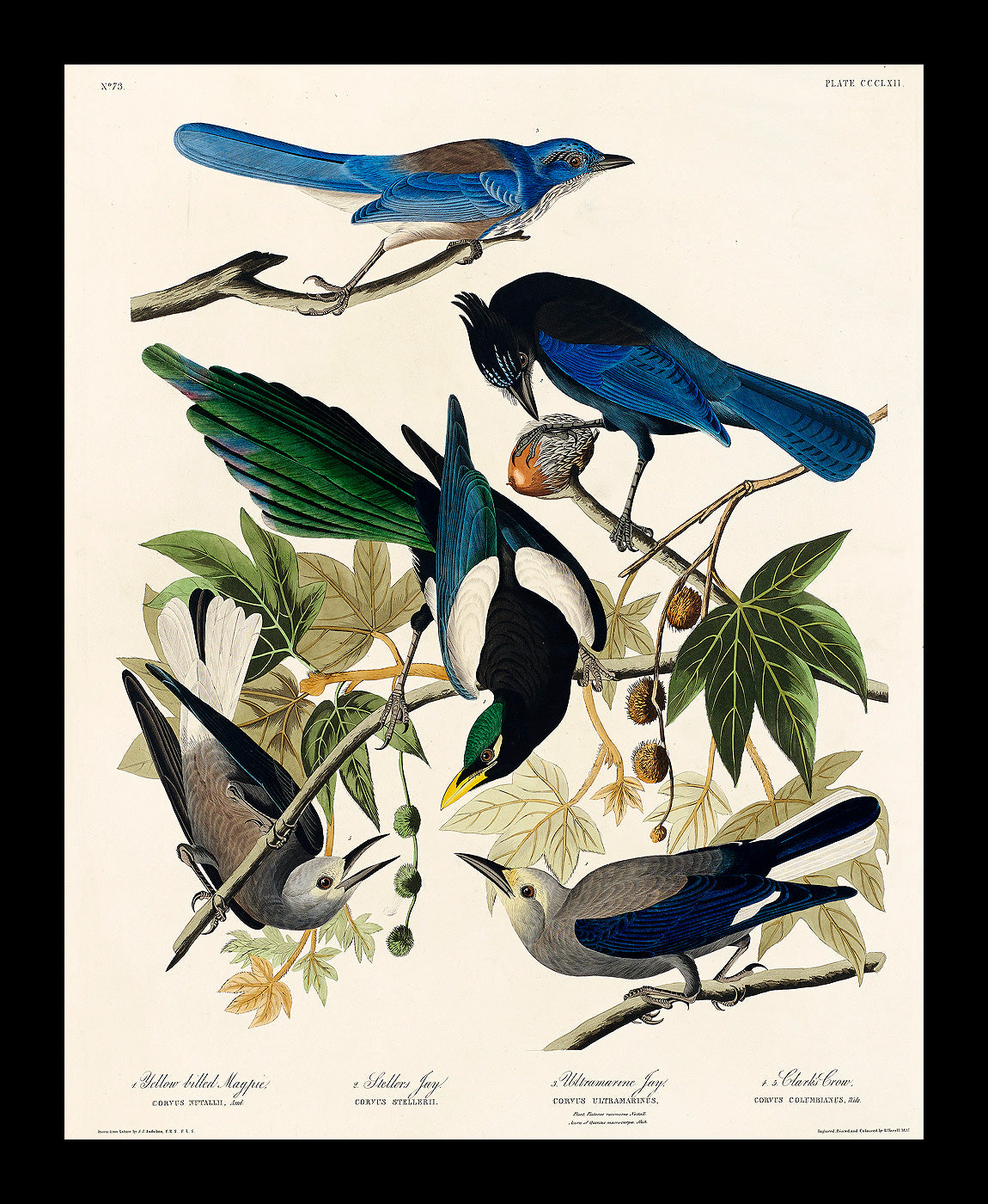 Yellow-Billed Magpie by John J. Audubon