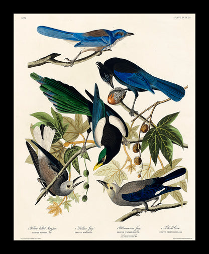 Yellow-Billed Magpie by John J. Audubon