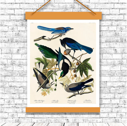 Yellow-Billed Magpie by John J. Audubon
