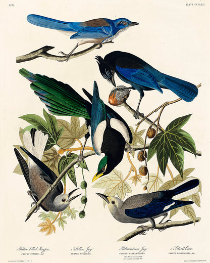 Yellow-Billed Magpie by John J. Audubon