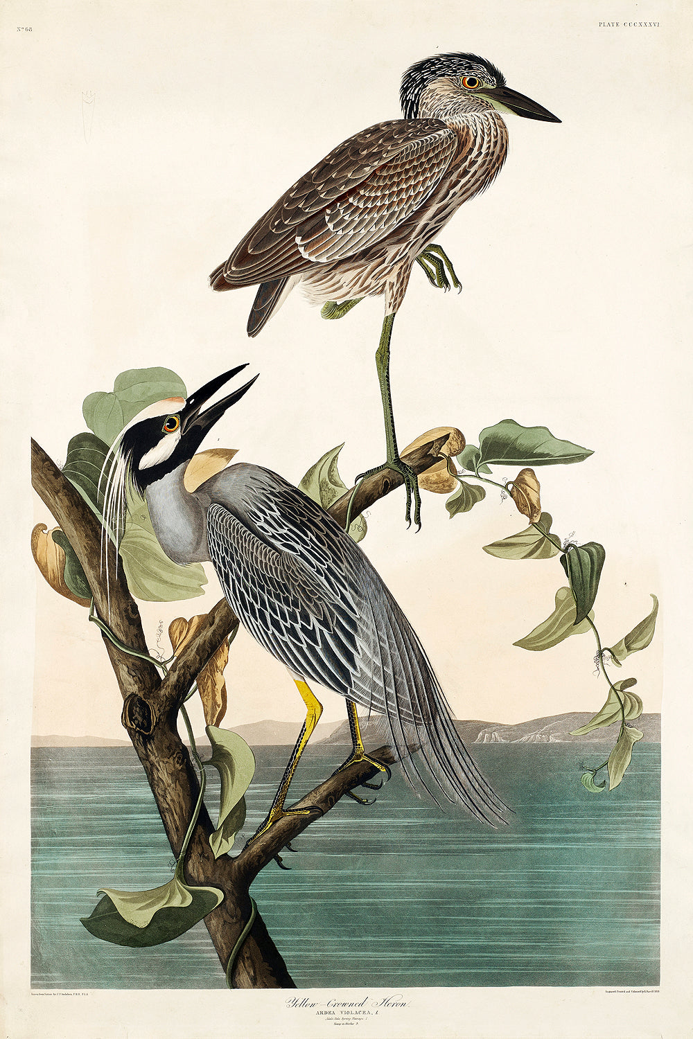 A framed print depicting two herons perched on a branch with a body of water and sky in the background.