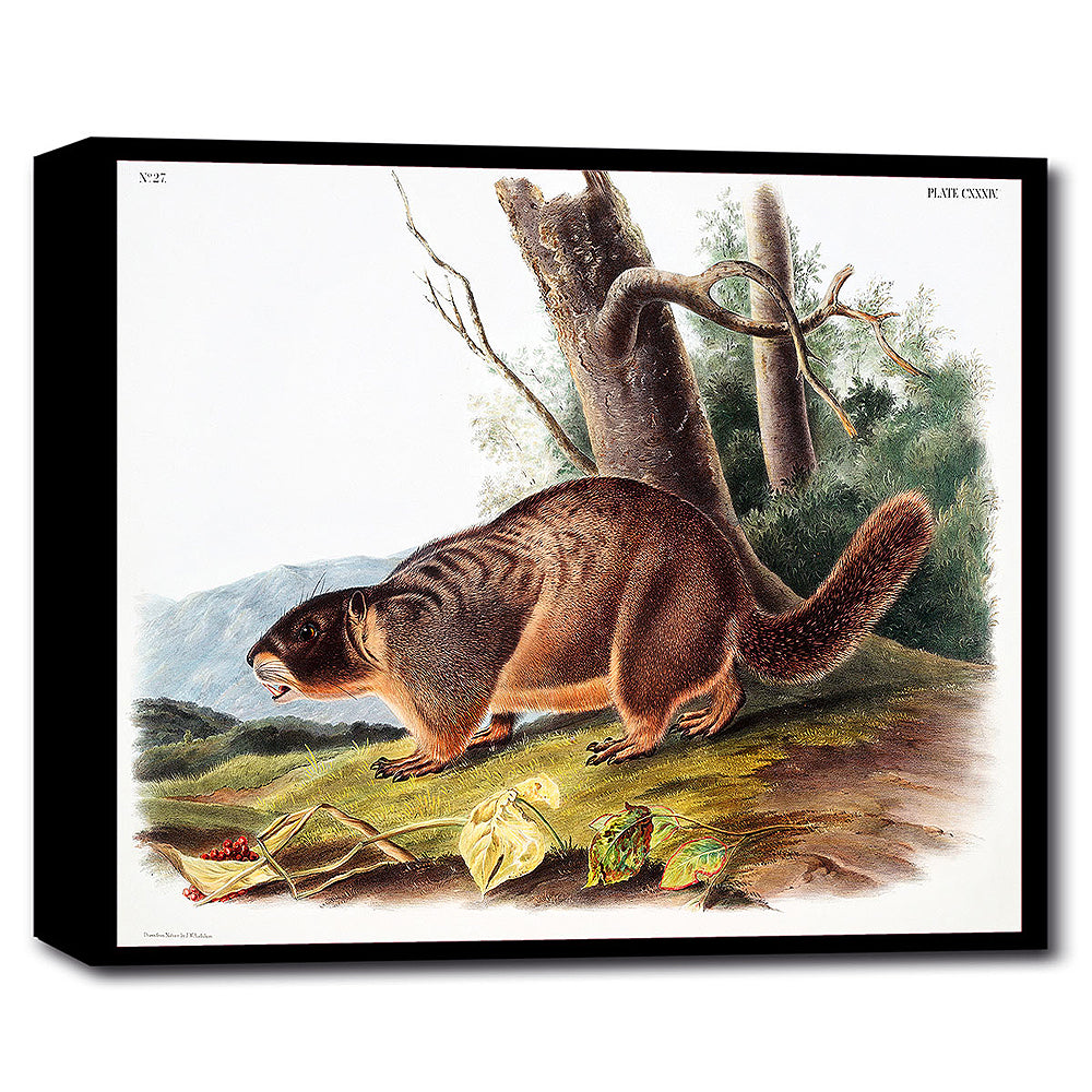A printed artwork depicting a Yellow-bellied Marmot, with a black frame, set against a white background.