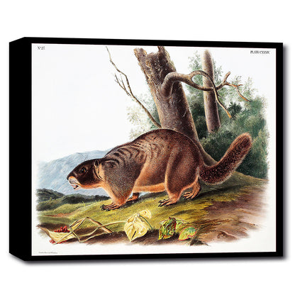 A printed artwork depicting a Yellow-bellied Marmot, with a black frame, set against a white background.