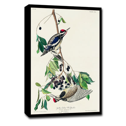 Yellow bellied Woodpecker by John J. Audubon