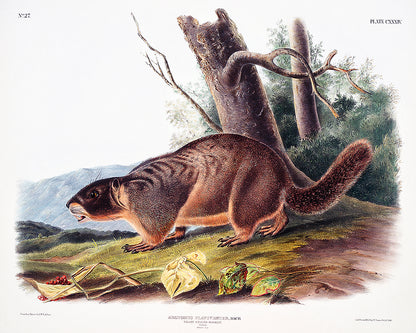 A printed artwork depicting a Yellow-bellied Marmot, with a black frame, set against a white background.