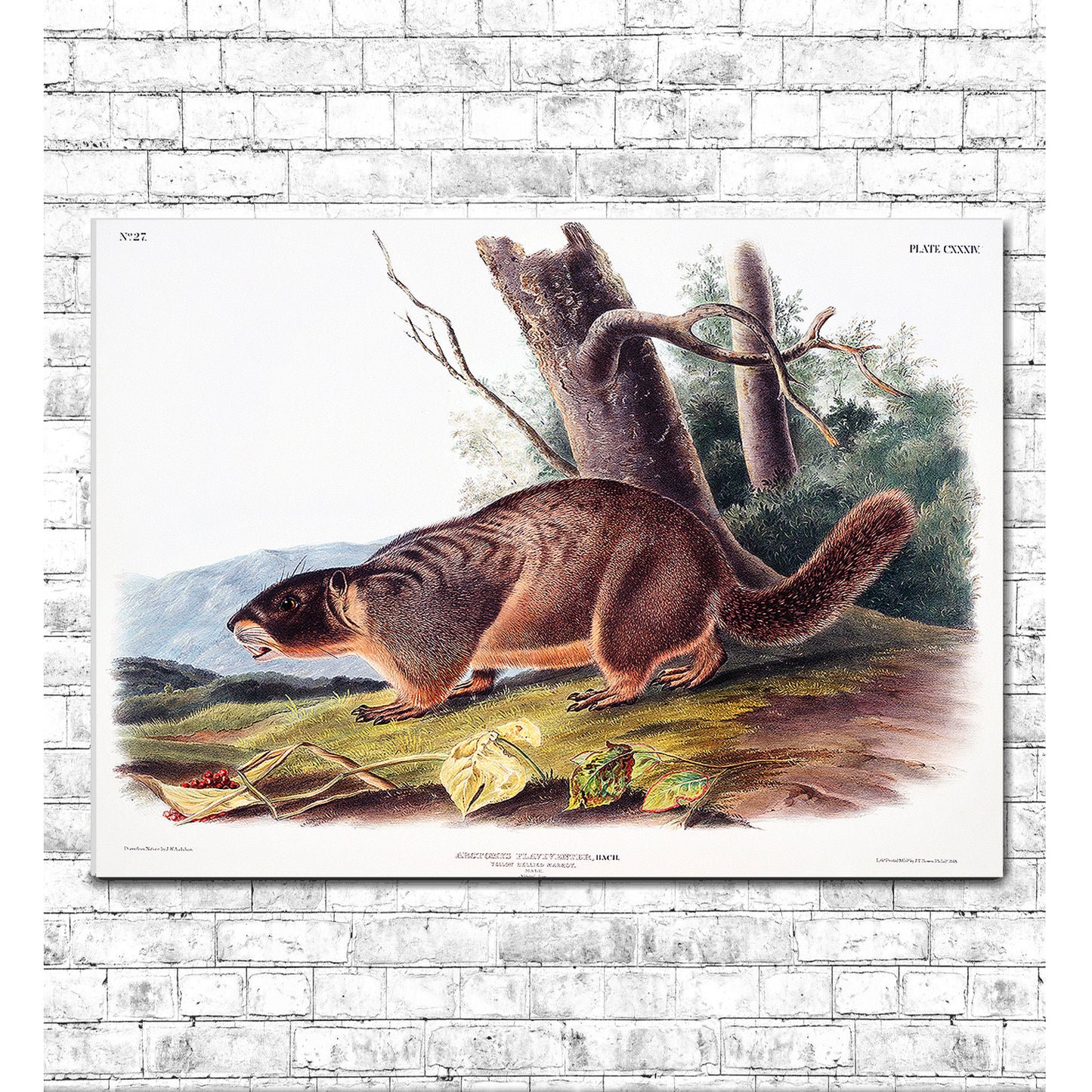 Yellow-bellied Marmot by John J. Audubon