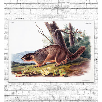 Yellow-bellied Marmot by John J. Audubon