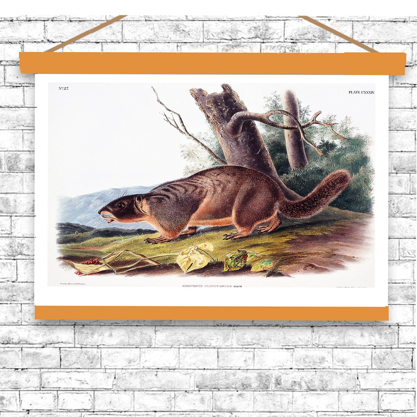 Yellow-bellied Marmot by John J. Audubon