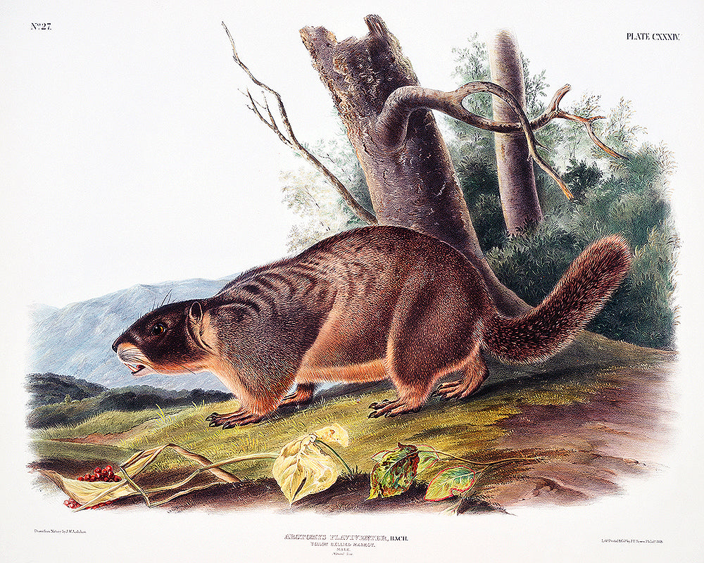 Yellow-bellied Marmot by John J. Audubon