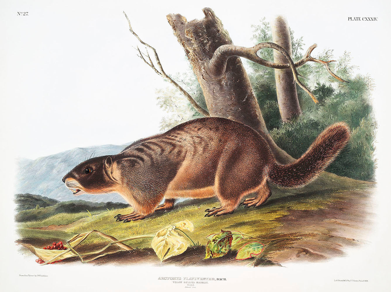 Yellow-bellied Marmot (Arctomys flaviventer) by John James Audubon