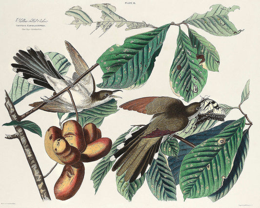 Yellow-billed Cuckoo by John James Audubon