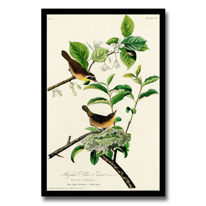 Yellow-breasted Warbler by John J. Audubon