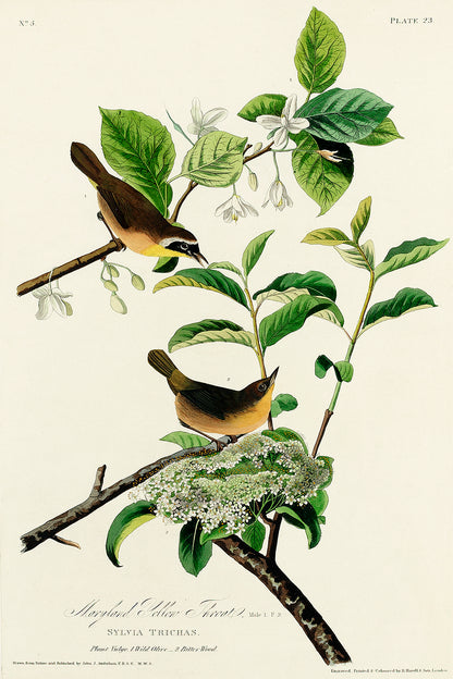 A framed print of a yellow-breasted warbler perched on a branch with green leaves and a white flower in the background, following the portrait orientation.