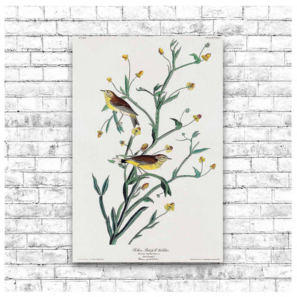 Yellow Red-poll Warbler by John J. Audubon