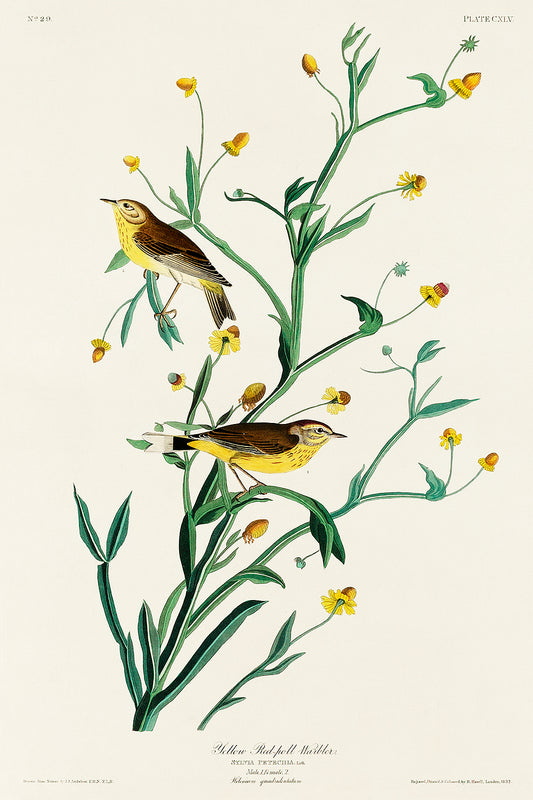 A framed print depicting two yellow warblers among green leaves and yellow flowers, following the aesthetic of John J. Audubon's bird illustrations.
