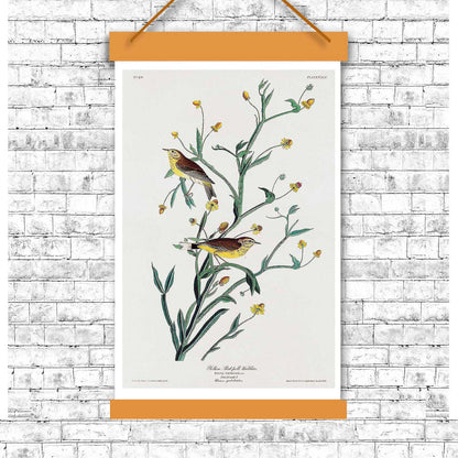 Yellow Red-poll Warbler by John J. Audubon