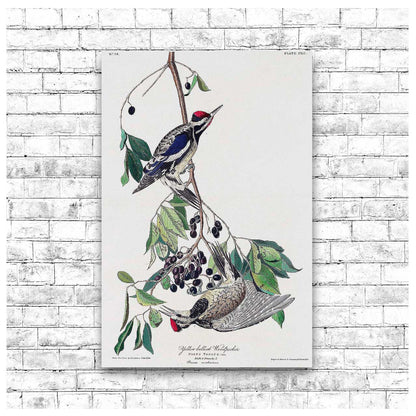 Yellow bellied Woodpecker by John J. Audubon