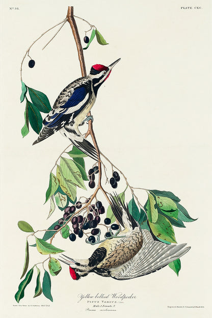 A framed print of a Yellow bellied Woodpecker by John J. Audubon, depicting the bird perched on a branch with leaves and berries.