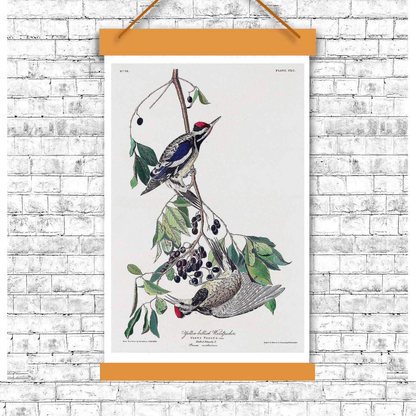 A framed print of a Yellow bellied Woodpecker by John J. Audubon, depicting the bird perched on a branch with leaves and berries.
