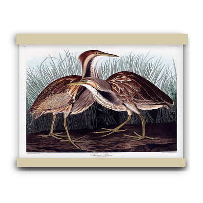 American Bittern from Birds of America (1827) by John James Audubon | Hanging Canvas Art | Choice of Board Colors