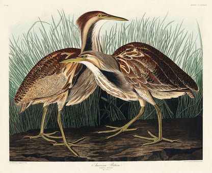 A colored illustration of two American Bittern birds standing in a marshy area, from the book 'Birds of America' by John James Audubon.