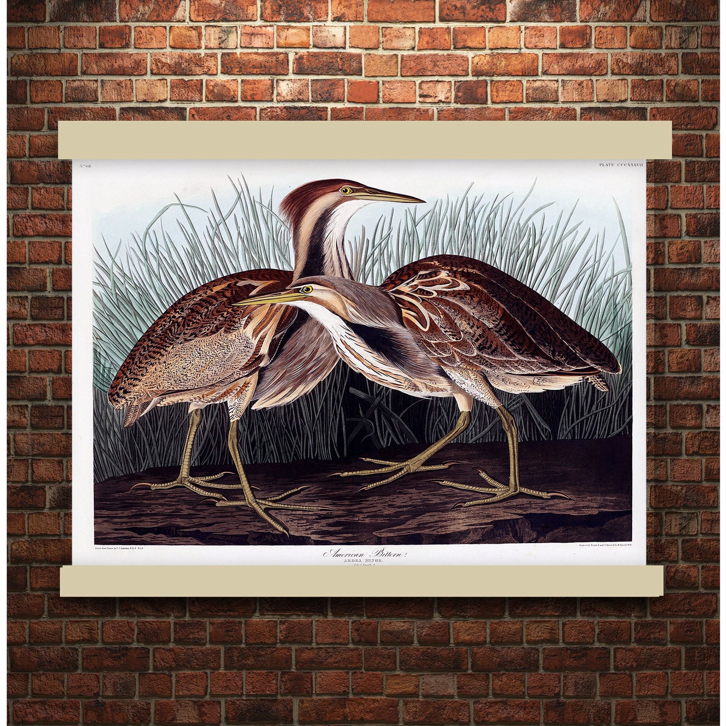 American Bittern from Birds of America (1827) by John James Audubon | Hanging Canvas Art | Choice of Board Colors