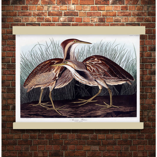American Bittern from Birds of America (1827) by John James Audubon | Hanging Canvas Art | Choice of Board Colors