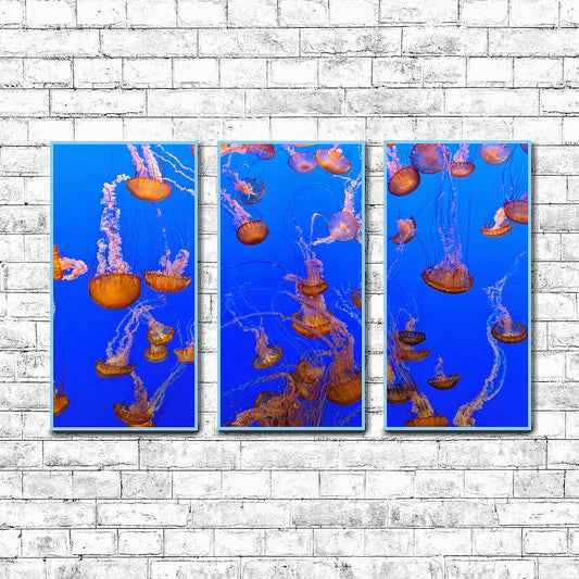 Jellyfish Display  | Choose Style | Size & Trim Color