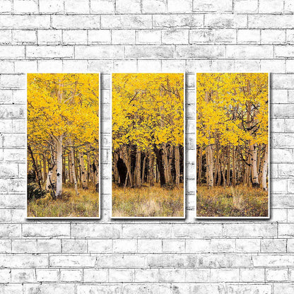 Fall Aspen in San Juan County Colorado