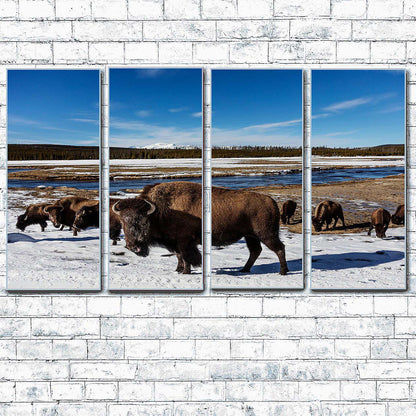 American Bison at Yellowstone