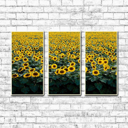 Sunflower Field in Wisconsin