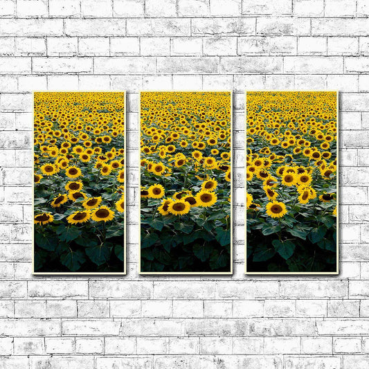 Sunflower Field in Wisconsin  | Choose Style | Size & Trim Color