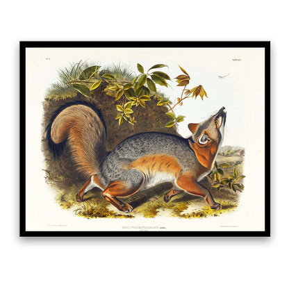 Red Fox by John J. Audubon  | Choose Style | Size & Trim Color