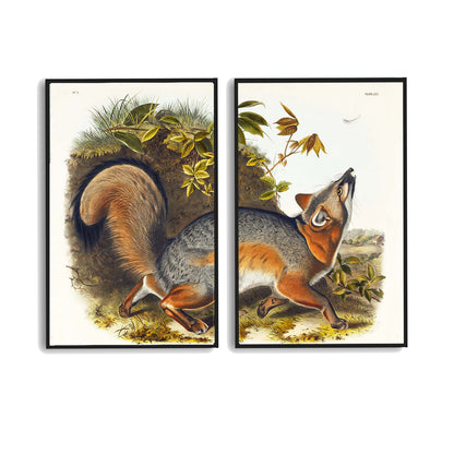 Red Fox by John J. Audubon  | Choose Style | Size & Trim Color