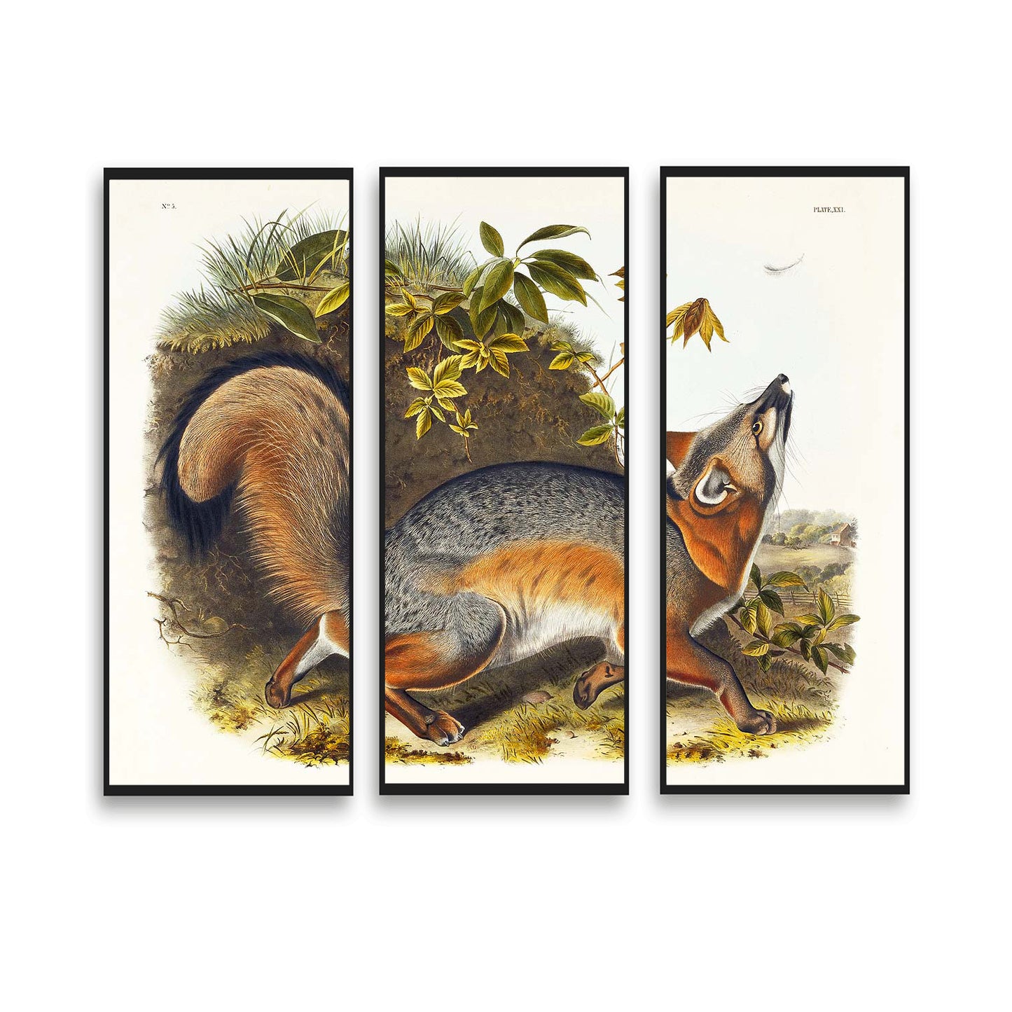 Red Fox by John J. Audubon  | Choose Style | Size & Trim Color