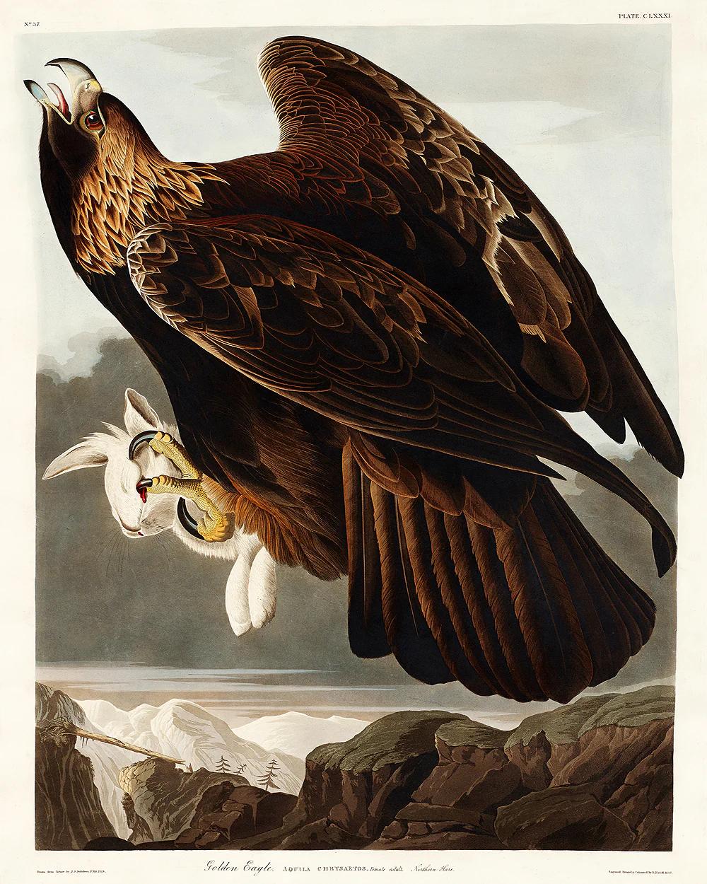 Golden Eagle by John J. Audubon