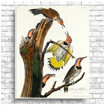 Golden-winged Woodpecker by John J. Audubon