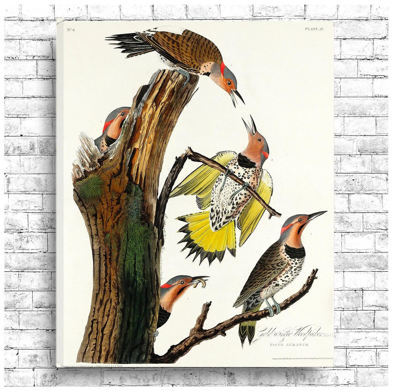Golden-winged Woodpecker by John J. Audubon