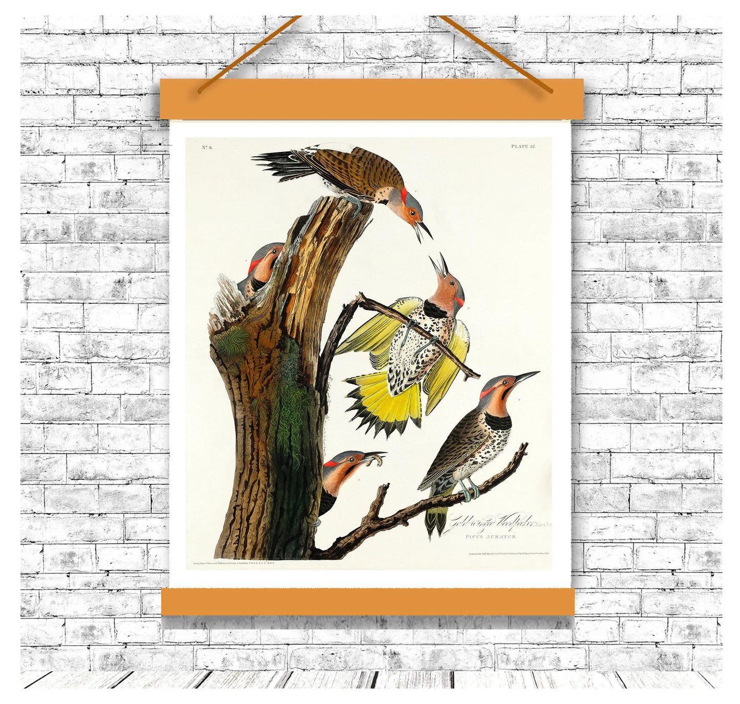 Golden-winged Woodpecker by John J. Audubon