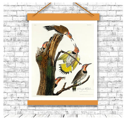 Golden-winged Woodpecker by John J. Audubon