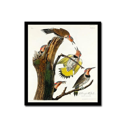 Golden-winged Woodpecker by John J. Audubon
