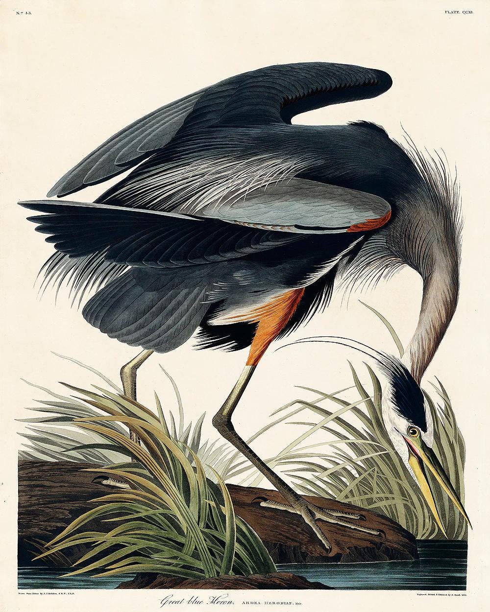 Great blue Heron by John J. Audubon