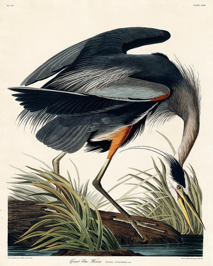 Great blue Heron by John J. Audubon