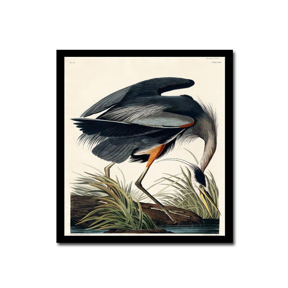 Great blue Heron by John J. Audubon
