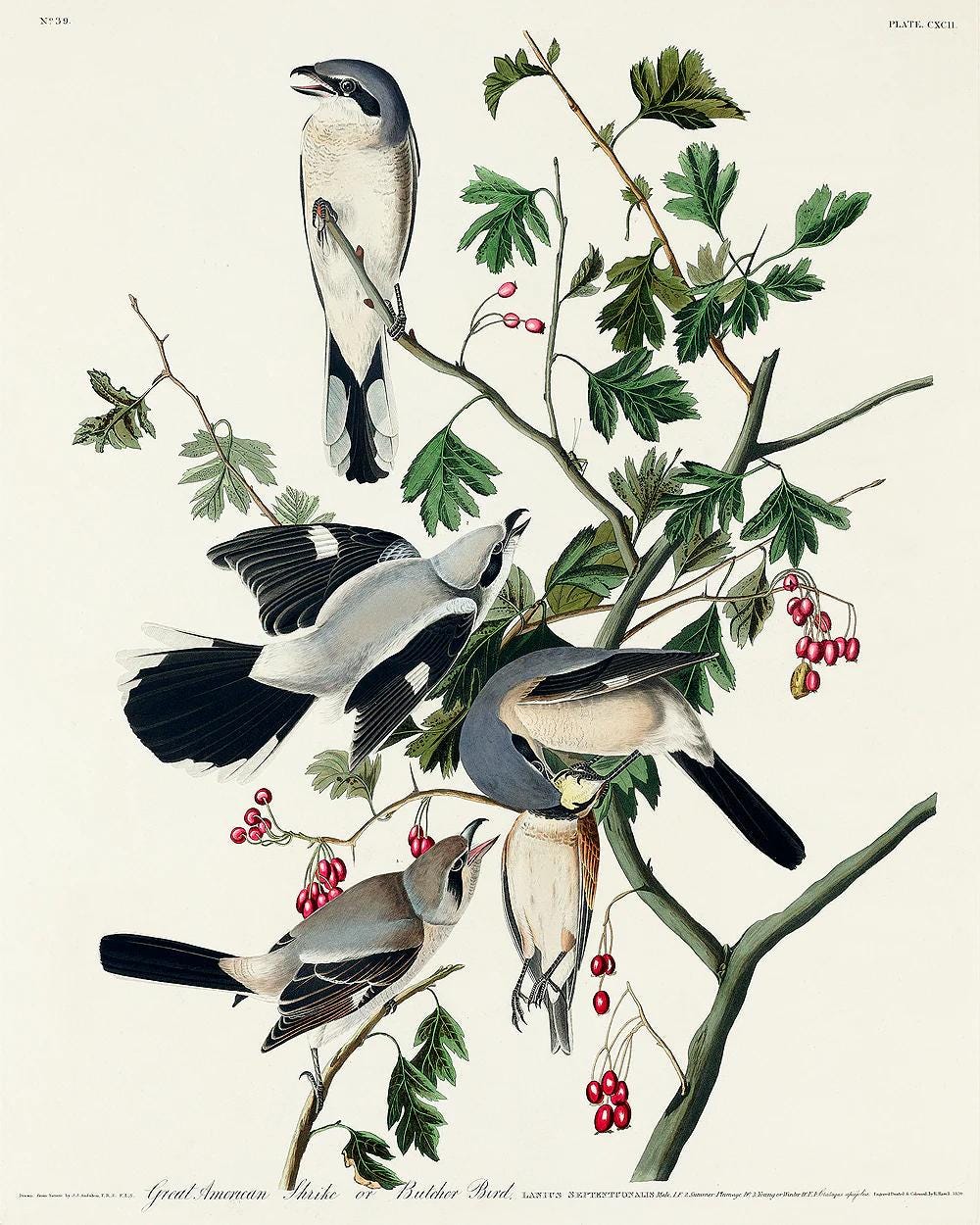 Great cinereous Shrike by John J. Audubon