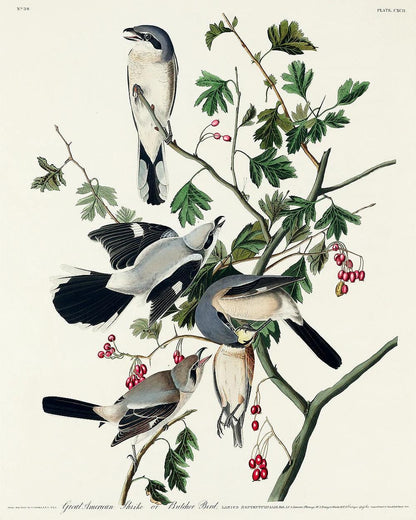 Great cinereous Shrike by John J. Audubon