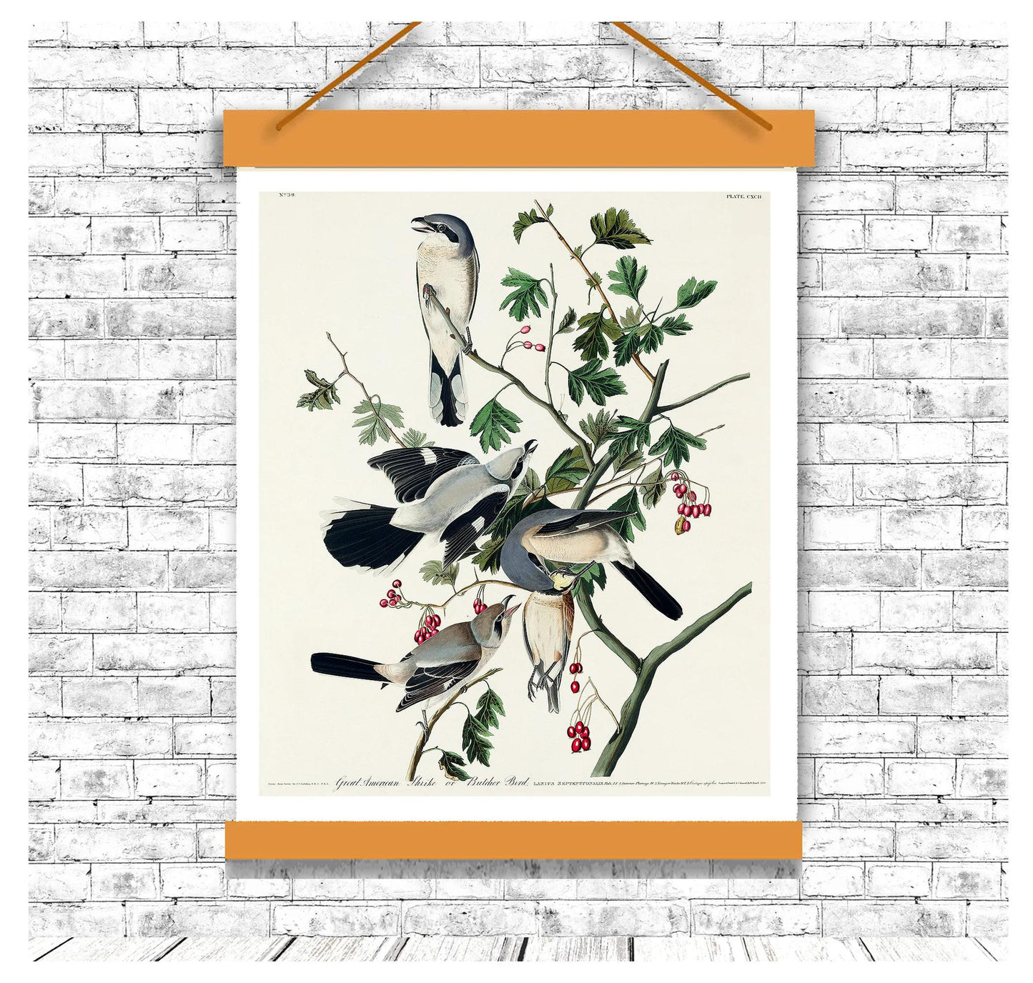 Great cinereous Shrike by John J. Audubon