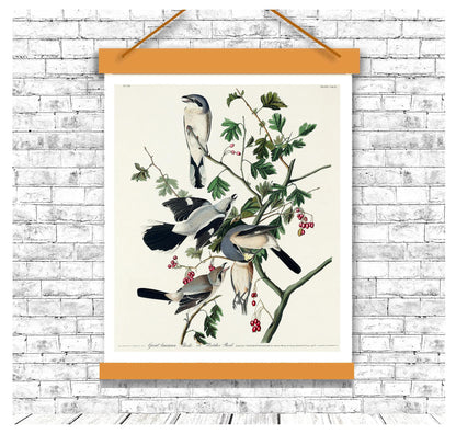 Great cinereous Shrike by John J. Audubon