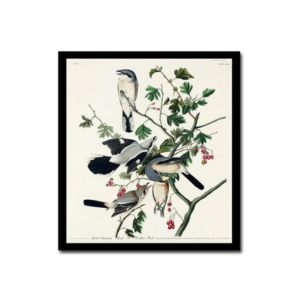 Great cinereous Shrike by John J. Audubon